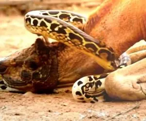 از جذابیت های حیات وحش؛ پیتون غول محکم پیچید دور گردن شتر و اینقدر فشار داد زانو زد