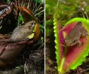 شاهکار حیات وحش؛ قورباغه دد رفت حشره ببلعه گل گوشتخوار موذی مچاله و تناولش کرد