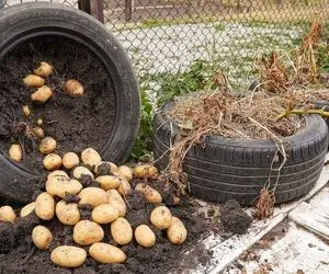 ایده های خلاقانه؛ آقاهه ته نوآوریه جای باغچه تو لاستیک ماشین سیب زمینی کاشته