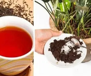 مهم ترین کاربردهای چای کهنه که نمی دونستی / دور نریزش و ببین که چقدر مفیده