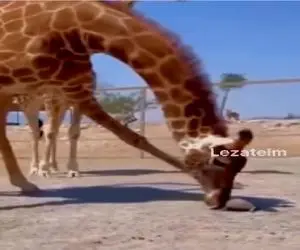 مستند کاوش؛ تعجب زرافه از سرعت لاکپشت سبب کمک کردن بهش میشه