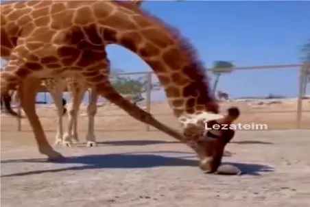 مستند کاوش؛ تعجب زرافه از سرعت لاکپشت سبب کمک کردن بهش میشه