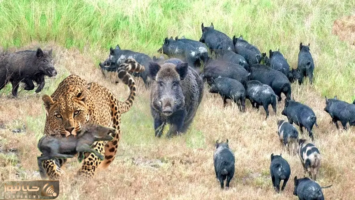 از جذابیت های حیات وحش؛ پلنگ داشت شکار می کرد اما توسط گاز وحشی خونین مالین شد