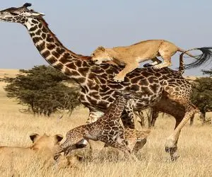 مستند حیات وحش؛ زرافه دراز ناز با چنگ و دندان از فرزندش مقابل شیر حراست میکند