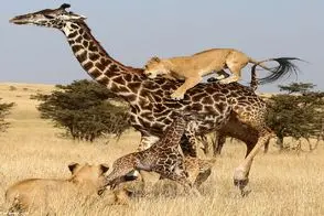 مستند حیات وحش؛ زرافه دراز ناز با چنگ و دندان از فرزندش مقابل شیر حراست میکند