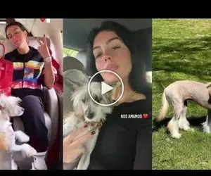 (عکس) نژاد خاص سگ خانواده رونالدو سوژه شد!