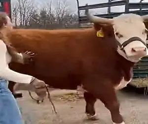 دامداری نوین؛ گاو رد داد دختره اشهدشو خوند