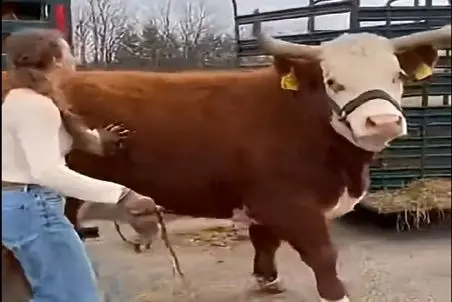 دامداری نوین؛ گاو رد داد دختره اشهدشو خوند