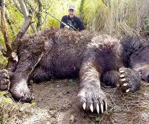 جذابیت حیات وحش؛ خرسی که بهتاش و زخمی کرد وسط جنگل حمله کرد به خونه درختی