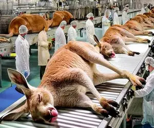 فرآوری کانگرو؛ کانگرو رو از تو دشت و دمن جمع کرد تو سلاخخونه چرخش کرد برای کراکف