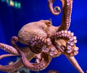 راز بقا؛ اختاپوس بیچاره اومد کنجکاوی کنه اما تو بطری نوشابه گیر افتاد