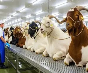 فرآوری بز؛ اسرار پنهان کارخانه‌های پرورش بز که میلیون‌ها دلار سود میدهند