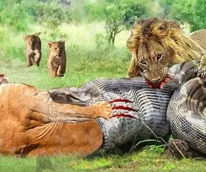 شکارچی و طعمه؛ شیر و مار پیتون در نبردی هیجان‌ انگیز تا پایان