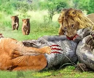 شکارچی و طعمه؛ شیر و مار پیتون در نبردی هیجان‌ انگیز تا پایان