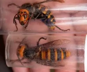 تفتیش طبیعت؛ زنبورای وحشی و تو کندوهای مکعبی پروار میکنن با روغن زیتون سرخ و سرو مکنن