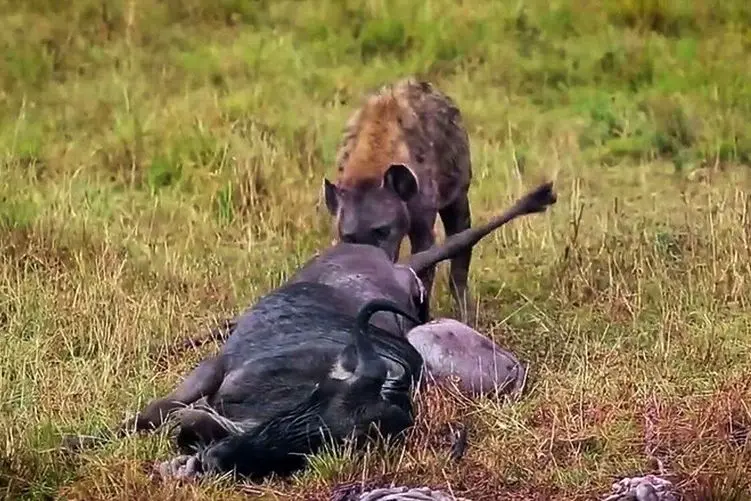 مستند حیات وحش؛ کفتار؛ گاومیش