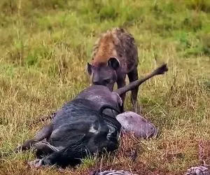 مستند حیات وحش؛ کفتار؛ گاومیش