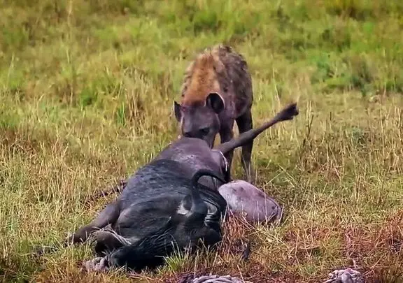 مستند حیات وحش؛ کفتار؛ گاومیش