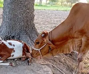 بزهای باورنکردنی؛ بزی که از سر سخاوت به دوتا گوساله خیلی بزرگ تر از خودش شیر میده