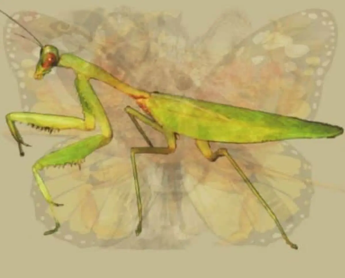 The Praying Mantis