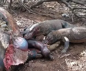 صحنه دهشتناک؛ کومودوی سفاک به بوفالو حمله کرد با پاره کردن شکمش جنینشو بلعید