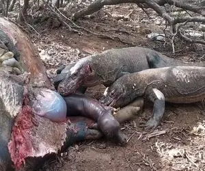 صحنه دهشتناک؛ کومودوی سفاک به بوفالو حمله کرد با پاره کردن شکمش جنینشو بلعید