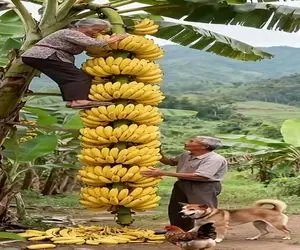 کشاورزی نوین؛ پیرمرد میخواد بیمه عمر زنشو بخوره فرستادش بالا درخت موز چیدنی پخ پخ شه