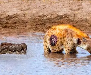 مستند حیات وحش؛ کفتار دمشو میده بقیش لا دندونای تمساح چرخ نشه