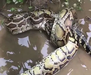 شاهکار حیات وحش؛ پیتون غول بعد یه دست کشتی مشتی تمساح شریر رو مچاله کرد بلعید