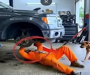 معماری طبیعت؛ سگ فرشته ی نجات شد