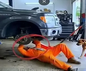 معماری طبیعت؛ سگ فرشته ی نجات شد