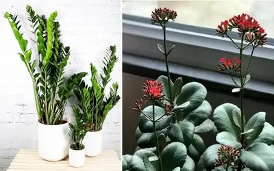 گیاهان آپارتمانی سایه دوست که عاشق تاریکی هستند / اینا اصلا لوس و نازنازی نیستن