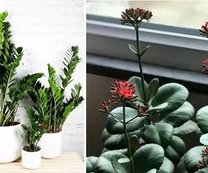 گیاهان آپارتمانی سایه دوست که عاشق تاریکی هستند / اینا اصلا لوس و نازنازی نیستن