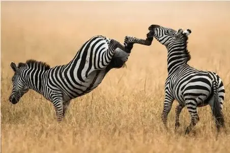 بر مدار وحش؛ نسل کشی گورخرها برای بقا