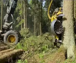 ابزارآلات غول پیکر؛ اپراتور بیل مکانیکی عجیب الخلقه شد درخت با ریشه بکشه بیرون