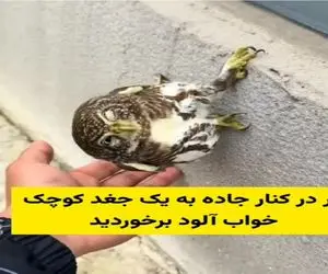 مستند کاوش؛ جغد خابالویی که اگه بهش توجه کنی تا آخر عمر سرجهیزیه ات میشه