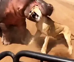 مستند حیات وحش؛ اسب آبی کله شیر رو عین انار آب لمبو کرد