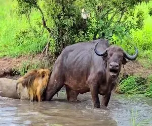 جذابیت حیات وحش / گله بوفالو برای نجات همنوع از چنگال شیر خود دل به آب زد