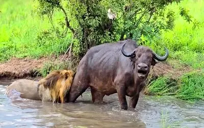 جذابیت حیات وحش / گله بوفالو برای نجات همنوع از چنگال شیر خود دل به آب زد