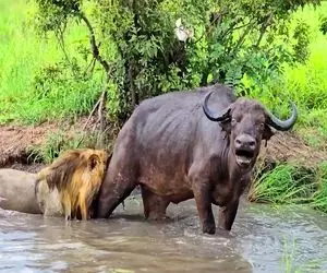 جذابیت حیات وحش / گله بوفالو برای نجات همنوع از چنگال شیر خود دل به آب زد