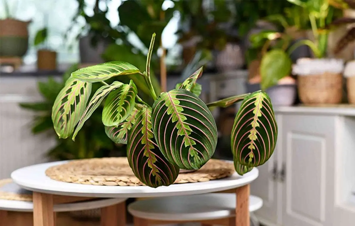 best-house-plants-7