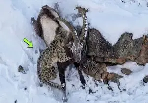 مستند حیات وحش؛  جاذبه اینبار به بز خیانت کرد