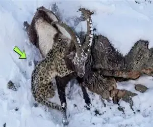 مستند حیات وحش؛  جاذبه اینبار به بز خیانت کرد