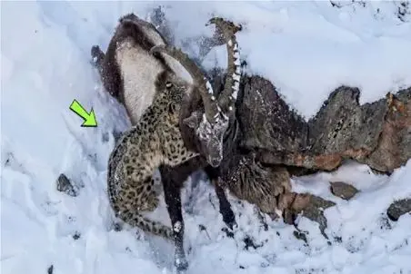 مستند حیات وحش؛  جاذبه اینبار به بز خیانت کرد