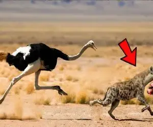 مستند حیات وحش؛ درگیری های اشتباه حیوانات با پایان دیدنی