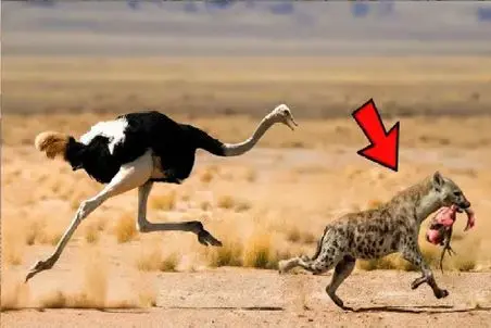 مستند حیات وحش؛ درگیری های اشتباه حیوانات با پایان دیدنی