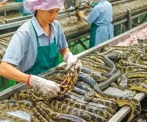 فرآوری پوست مار؛ پیتون به قطر پولیکا رو پوست می کنن و گوشتش خالی و رول می کنن