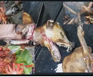 فرآوری سگ؛ سگ‌ های مریض تو محل جمع کردن زنده سیخ زدن رو آتیش کباب کردن خوردن
