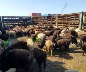 (جدول) قیمت دام زنده امروز ۱۳ دی ۱۴۰۳/ قیمت گوسفند زنده در ۳ استان افزایش یافت