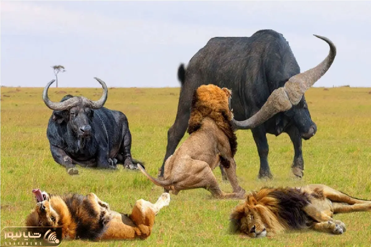 جذابیت حیات وحش / بوفالو برای حراست از گله شیر فراری داد